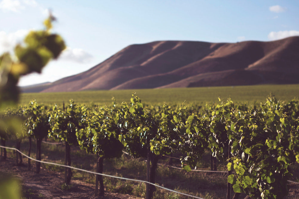 An Exploration of Spanish Wine for Beginners